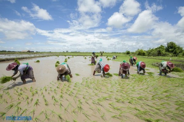 Backbreaking rice planting in Myanmar - by Hong Sar for Mizzim